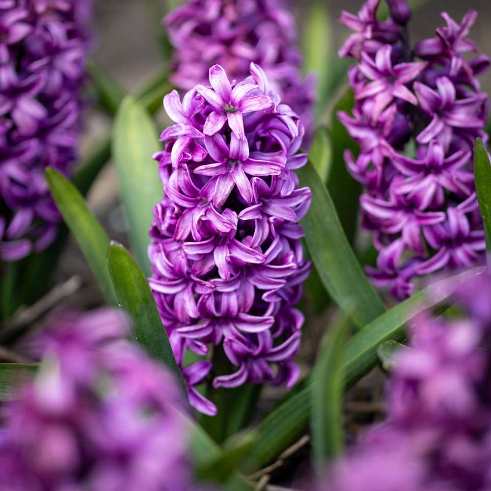 Hyacint 'Miss Saigon'